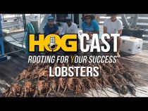 HOG Cast: Lobsters